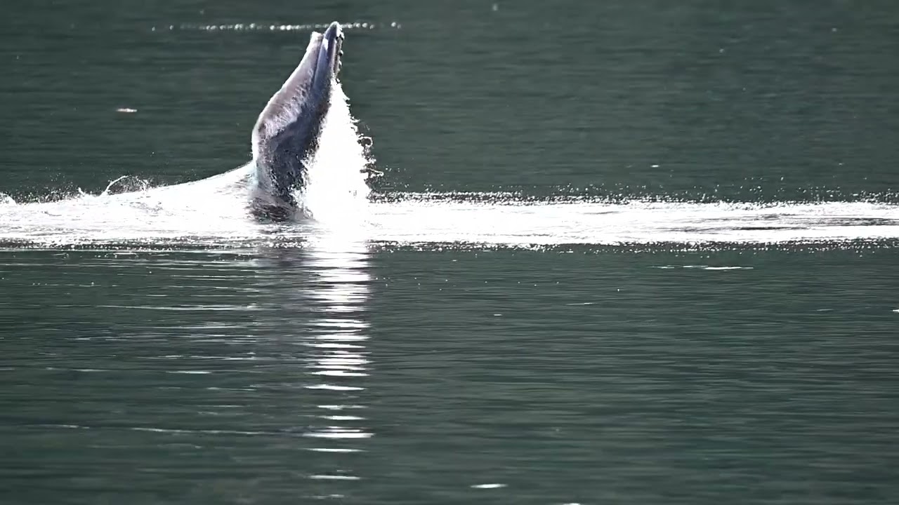 Bubblenetting slow mo