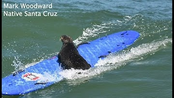 CA: Aggressive sea otter attacks surfer caught on cam