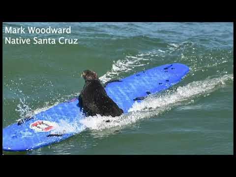 CA: Aggressive sea otter attacks surfer caught on cam