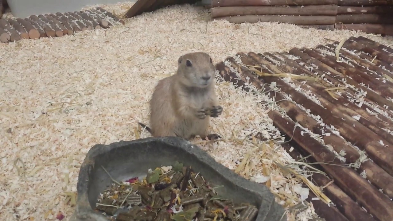 Besuch im Zoo Zajac - YouTube