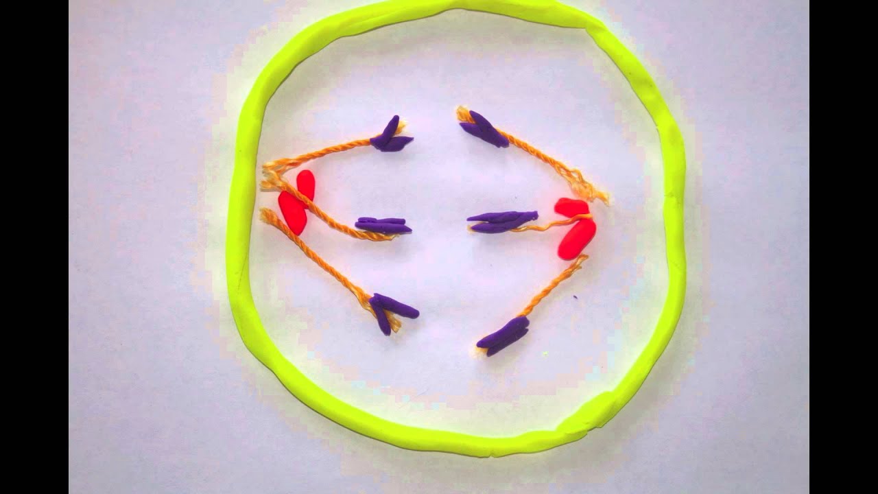 Stop Motion Cell Division - YouTube