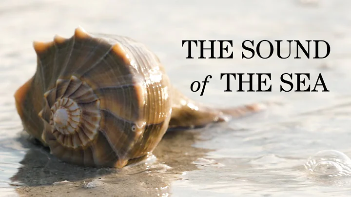 The Sound of the Sea: Seashells and the Fate of th...