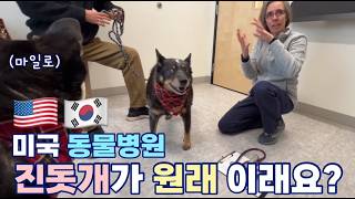 네눈박이 진돗개 보고 깜짝 놀란 미국 수의사 / 블랙탄 / 미국사는 다견가정