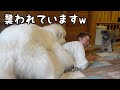 【爆笑】妹には優しいのにママが相手となると全力で襲い掛かる超大型犬w|グレートぴれにーず