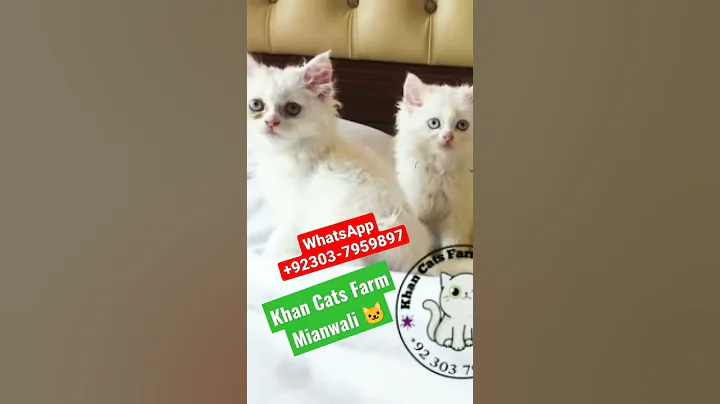 Video 488161: persian cat long hair, persian cat breed, face persian cat, white cat odd eye, white male cat