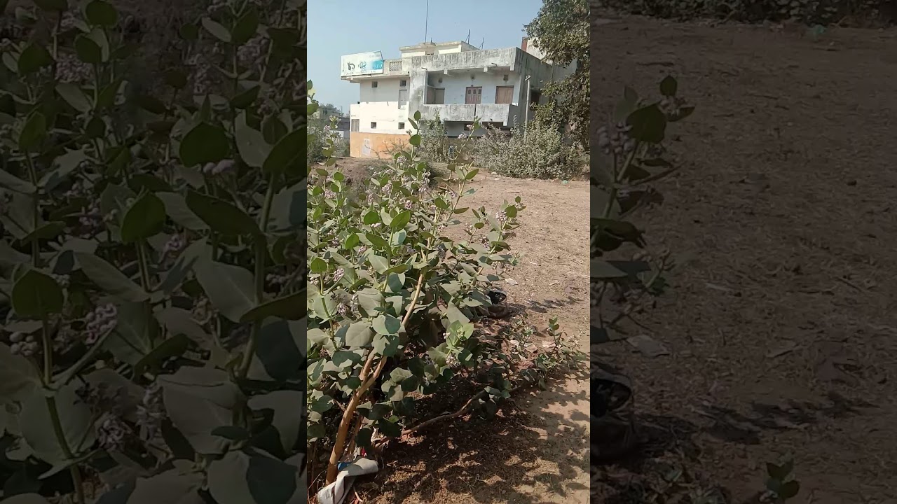 Nadiad nu navu bus stand