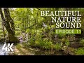 8 HOURS Morning Forest Bird Songs + Water Sounds for Relaxation - 4K Relaxing Nature Soundscapes #11