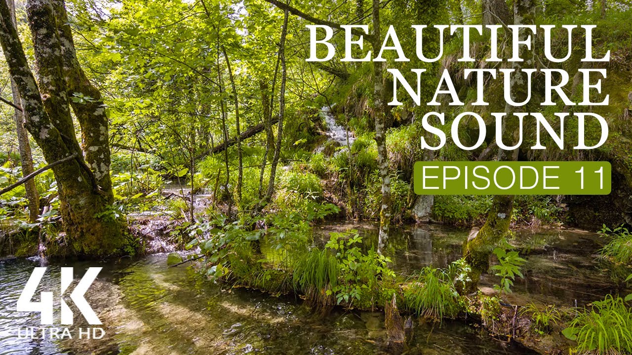 8 HOURS Morning Forest Bird Songs   Water Sounds for Relaxation - 4K Relaxing Nature Soundscapes  11