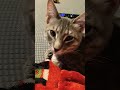 Found It #cat #funny