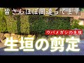 生垣剪定やり方【全員間違い】本当の切り方説明いたしますウバメガシ生垣剪定