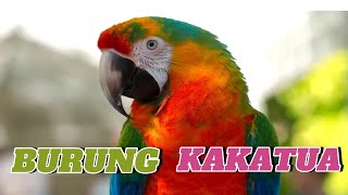 BURUNG KAKATUA | Lagu Anak Populer #laguanakpopuler