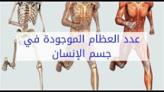 كم عدد العظام جسم الانسان عند الولادة