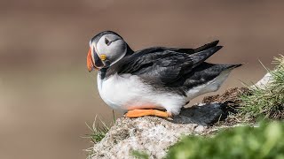 Birding Finland and Varanger 5/9 Hornøya island