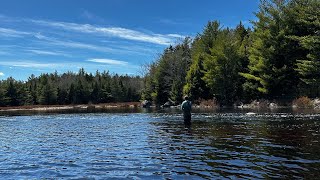 Small Stream Nova Scotia Brookies !