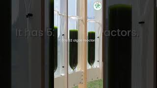 3 AMAZING ALGAE PROJECTS  ☀ Subscribe to see more green projects #shorts #earth #nature