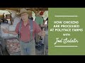 Tips for cleaning meat chickens at polyface farms  joel salatin