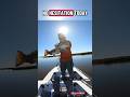 TOPWATER Sight Fishing Redfish Action. #TeamActionHat #sightfishing #youtubefishing