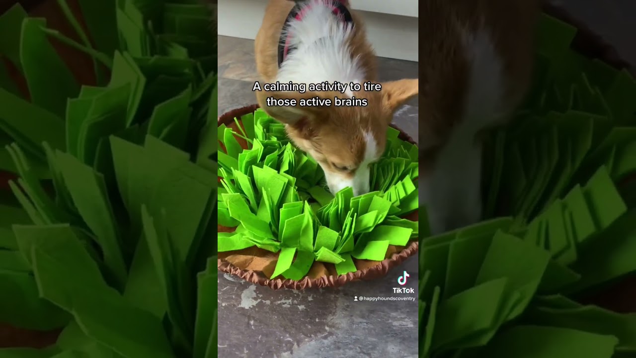 The best way to tire a dog without a walk. Do this easy enrichment activity