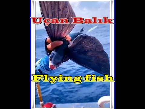 Flying fish, Catching