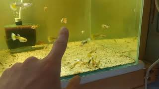 видео: Обзор разводни аквариумной рыбки на 6кв.м. картинка: Обзор разводни аквариумной рыбки на 6кв.м.