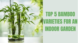 Top 5 Bamboo Varieties for Your Indoor Garden