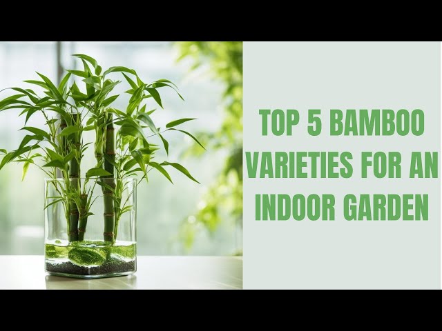 Top 5 Bamboo Varieties for Your Indoor Garden - YouTube
