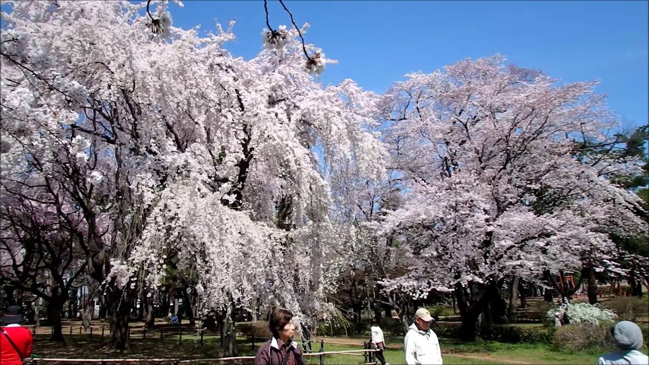 敷島公園の桜 前橋市 16 03 31 Youtube
