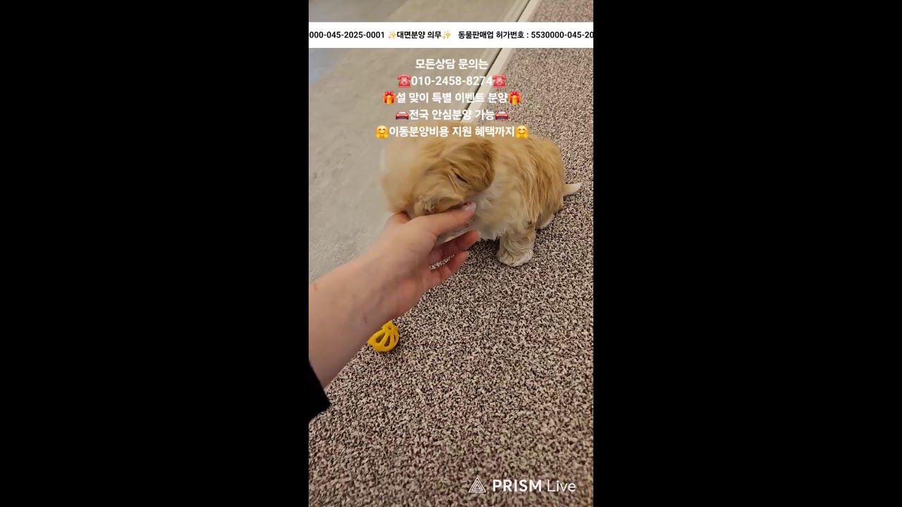 강아지분양 ✨️ 귀여운 아가들 보러 오세요💘 #강아지분양 #애견분양 #애견집사 #라이브