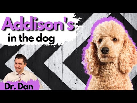 Wideo: Choroba Addisona może mieć wpływ na psy