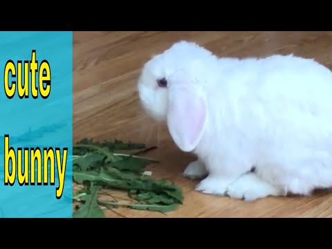 Cute Rabbit Eating His Greens