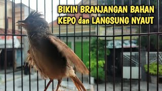 Pancingan ampuh suara branjangan parva gacor || suara terapy branjangan macet bunyi langsung nyaut