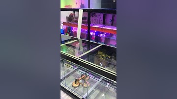 Cá cảnh bò cười p1 thị xã gò công