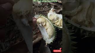 Nunggu buah durian jatuh & makan durian yang sudah jatuhan