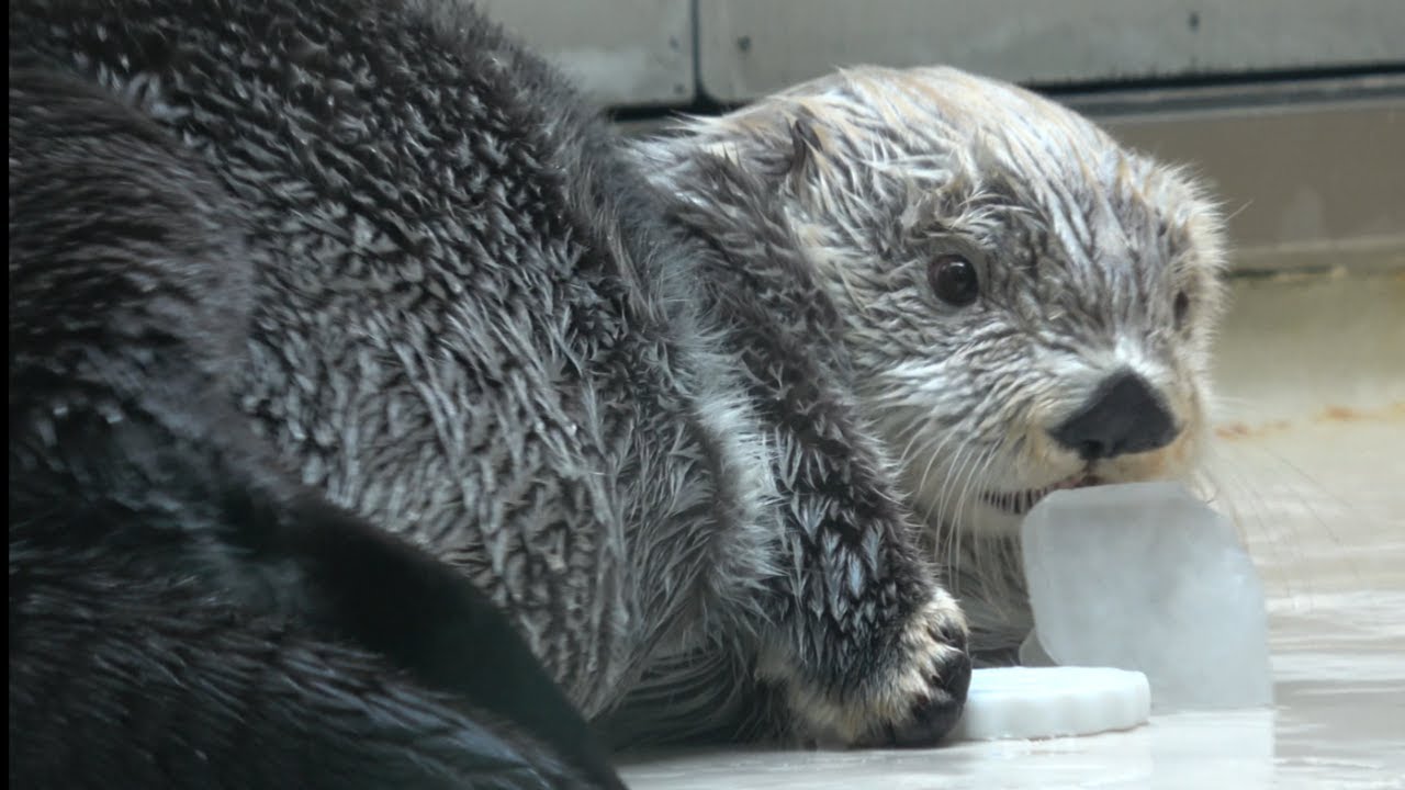 【ラッコ】キラちゃん氷置いちゃって大丈夫？