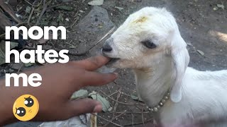 hungry cute baby goat