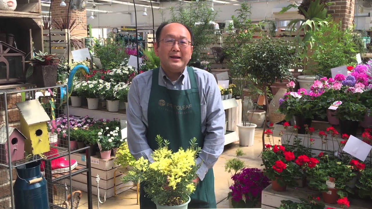 ミモザ 植え 替え