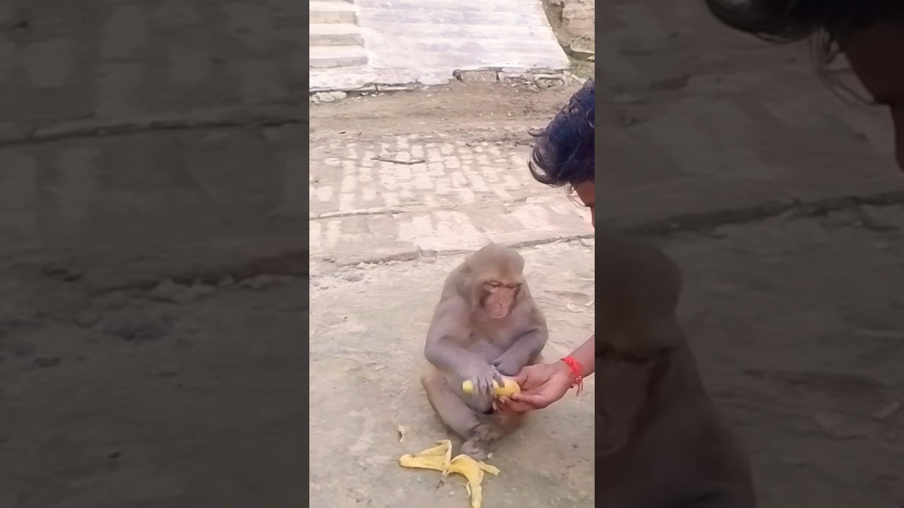 Hanuman chalisa monkey rani ka breakfast 
