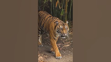 Tiger Enters the Garden #shorts #trending #viral