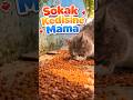 DUVAR DİBİNDE MAMA YİYEN SOKAK KEDİSİ! 😻 (HUZUR DOLU AN) #shorts