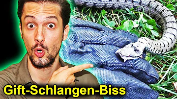 Welches ist die giftigste Schlange in Deutschland?