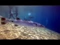 GoPro  Red Sea Barracuda \ diving in Dahab Egypt \Красное море\ Египет\Барракуда \ дайвинг в Дахабе