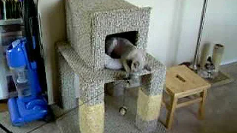 Watch the video about Ozzy the Devon Rex