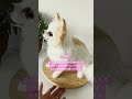 愛犬そっくりな羊毛フェルト作品をお迎えしてみませんか？あなたに寄り添う作品　#チワワ　#わたわたペット　#羊毛フェルト　#ペットロス