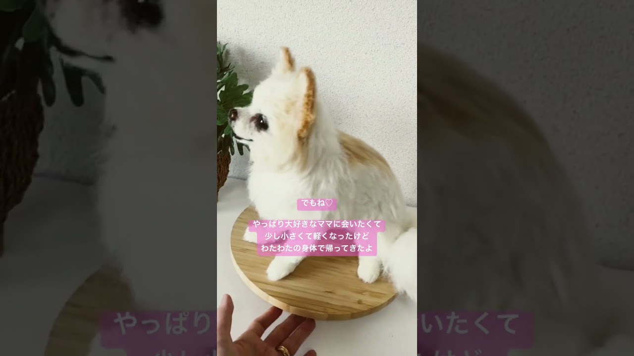 愛犬そっくりな羊毛フェルト作品をお迎えしてみませんか？あなたに寄り添う作品　#チワワ　#わたわたペット　#羊毛フェルト　#ペットロス