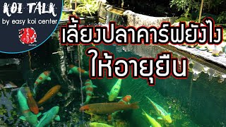 Koi Talk EP.14 เทคนิคคุณหมอ เลี้ยงปลาคาร์ฟให้อายุยืน