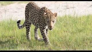 Botswana Highlights