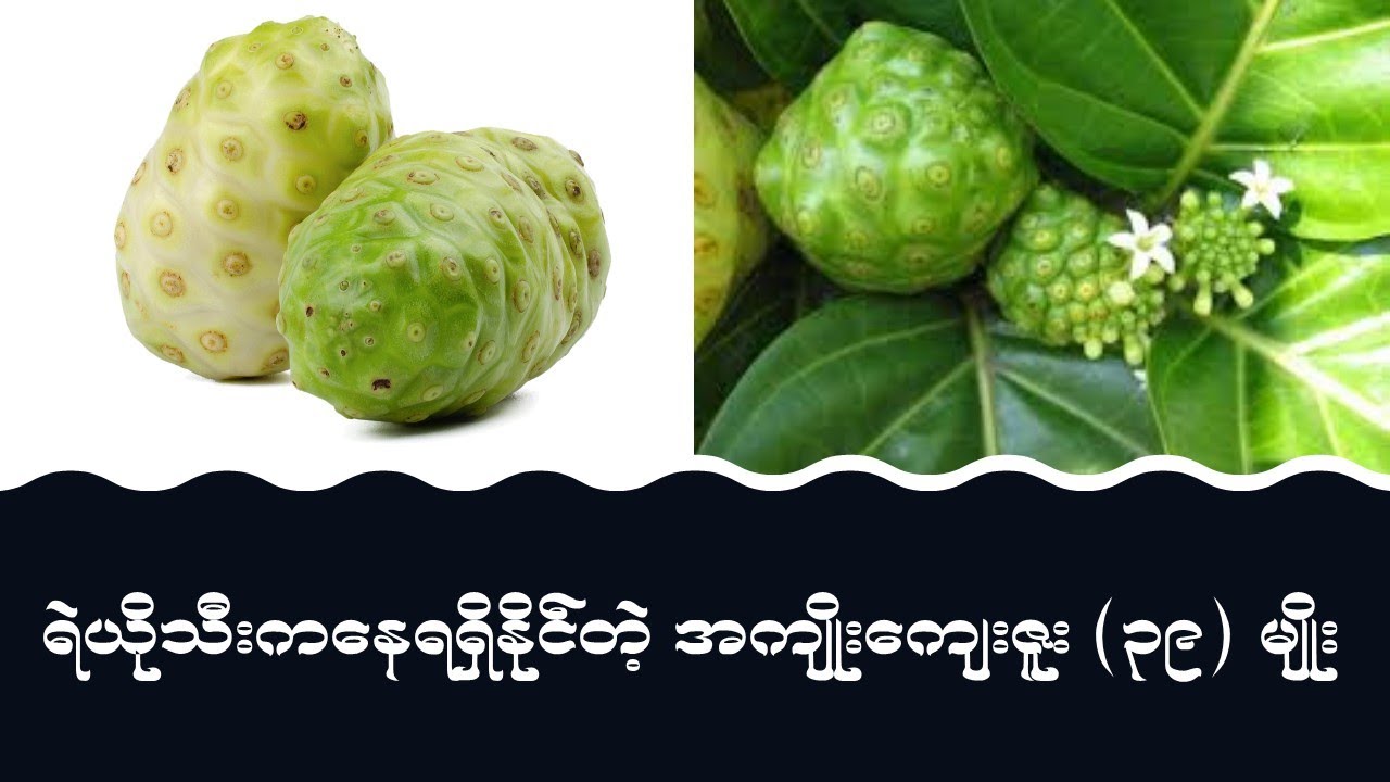 ရဲယိုသီး ရဲ့အစွမ်းသတ္တိ (၃၉) မျိုး  I   Health Benefits of Noni Fruit