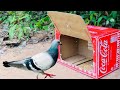 Easy Simple Pigeon Trap Using Cardboard Box With Woods - Best Method Bird Trap | @MsBirdTraps