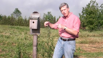 How to Attract Bluebirds to Your Yard