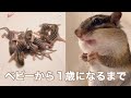 シマリスのソフィー ベビーから1歳までの記録/Chipmunk growth record from baby to one year old